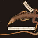 Image de <i>Ameiva maynardii parvinaguae</i>