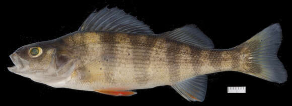 Image of Yellow Perch