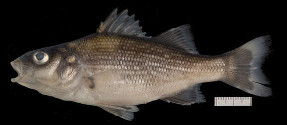 Image of White Perch