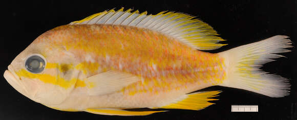 Image of Yellowfin bass