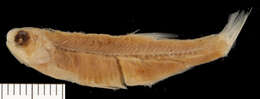 Image de Anchoviella jamesi (Jordan & Seale 1926)