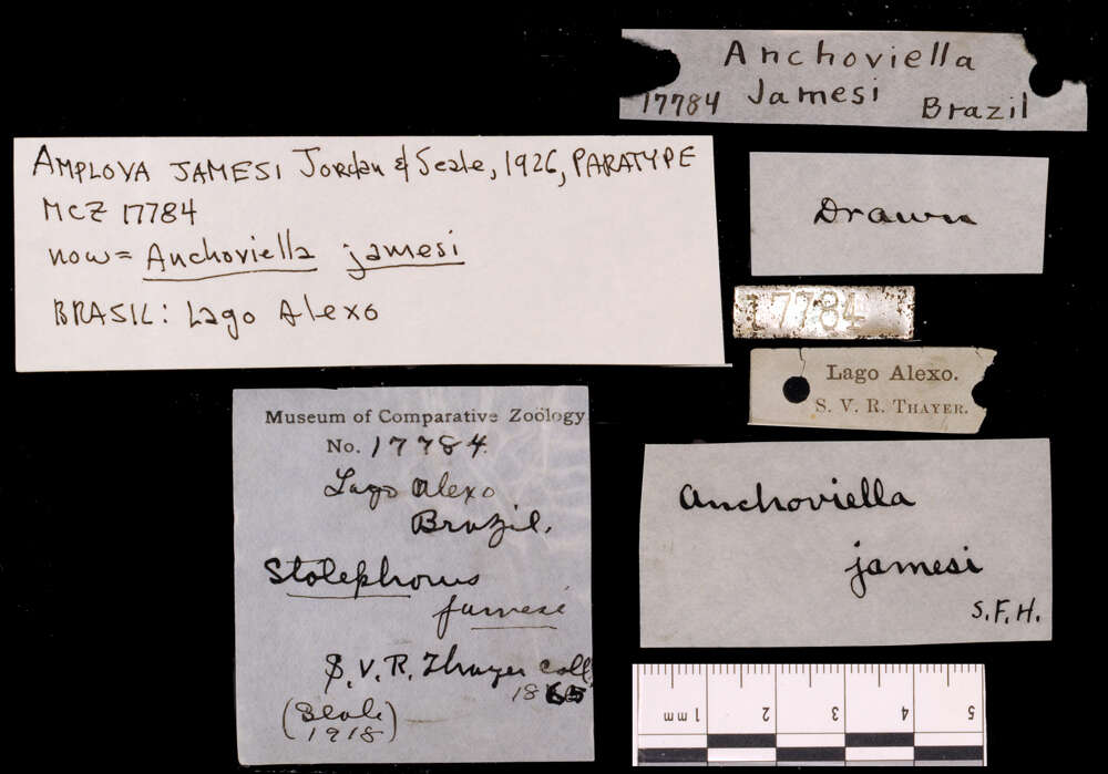 Image de Anchoviella jamesi (Jordan & Seale 1926)