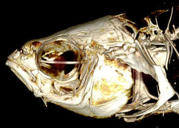 Image of Stumptooth minnow