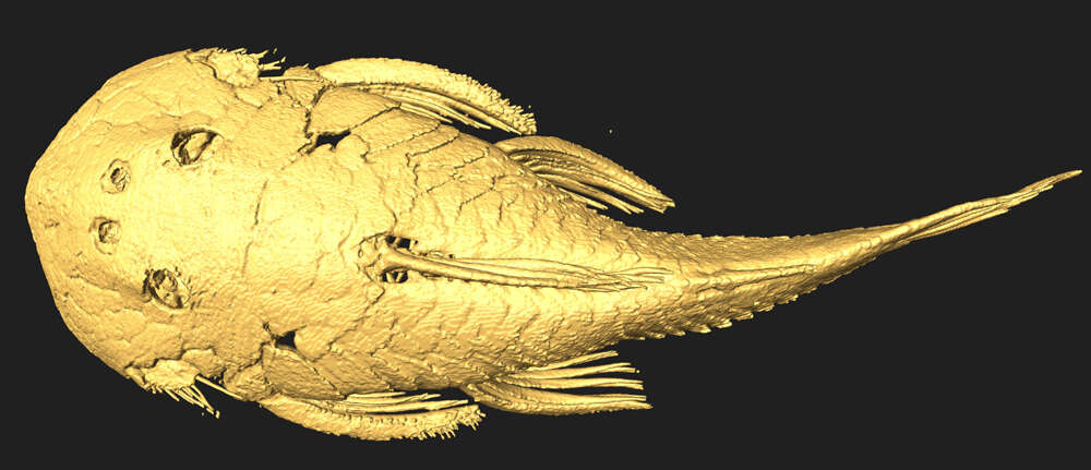 Image of Cordylancistrus