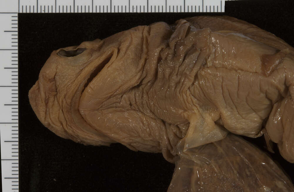 Image of Echinorhinus