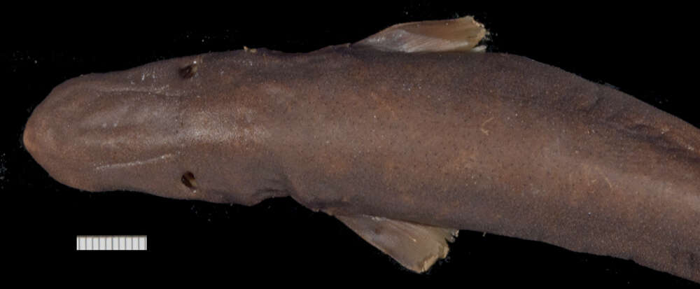 Image of Euprotomicrus