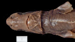 Image of Euprotomicrus