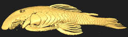 Image of Cordylancistrus