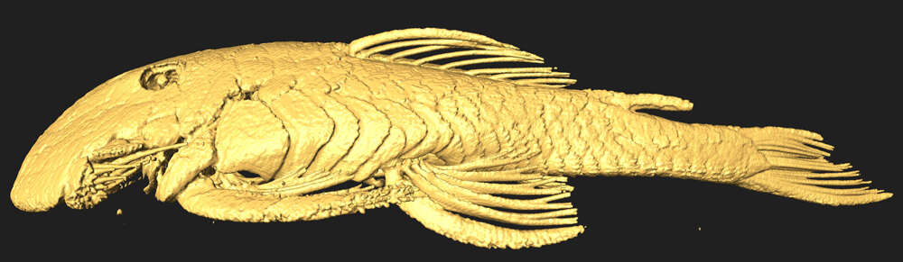 Image of Cordylancistrus