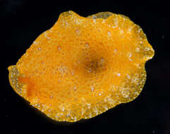 Image of Atlantic side-gilled sea slug