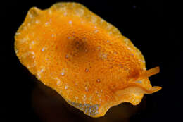 Image of Atlantic side-gilled sea slug