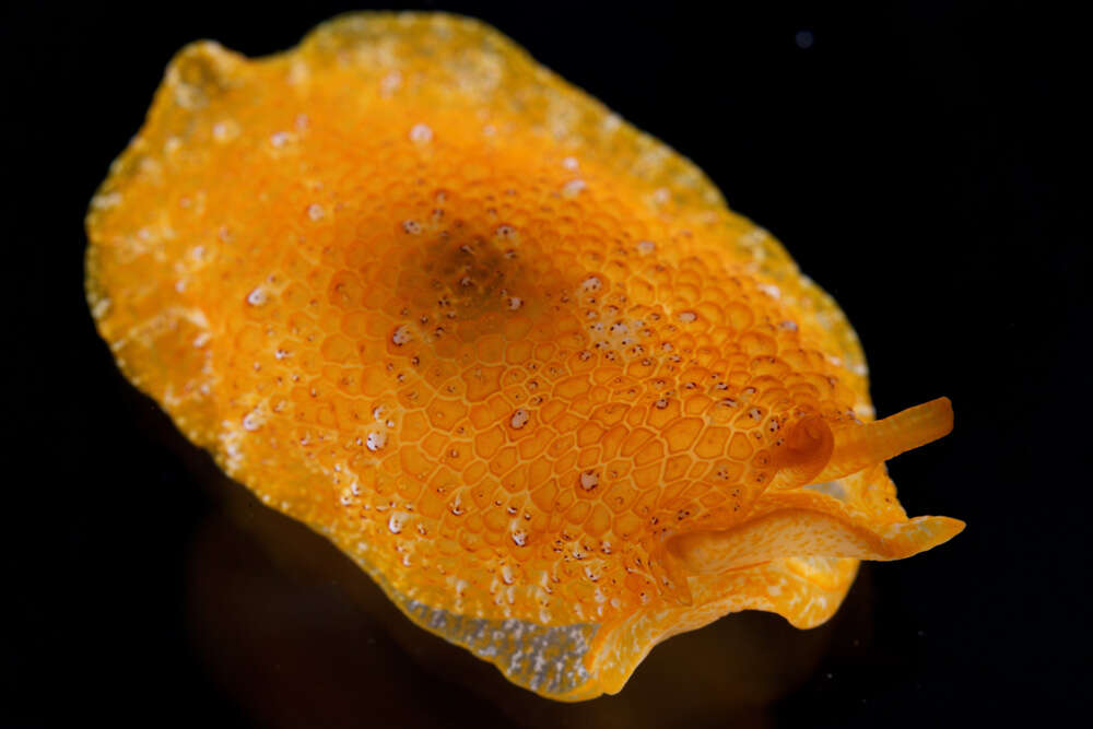 Image of Atlantic side-gilled sea slug