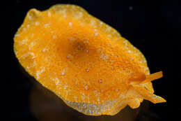 Image of Atlantic side-gilled sea slug