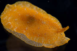 Image of Atlantic side-gilled sea slug