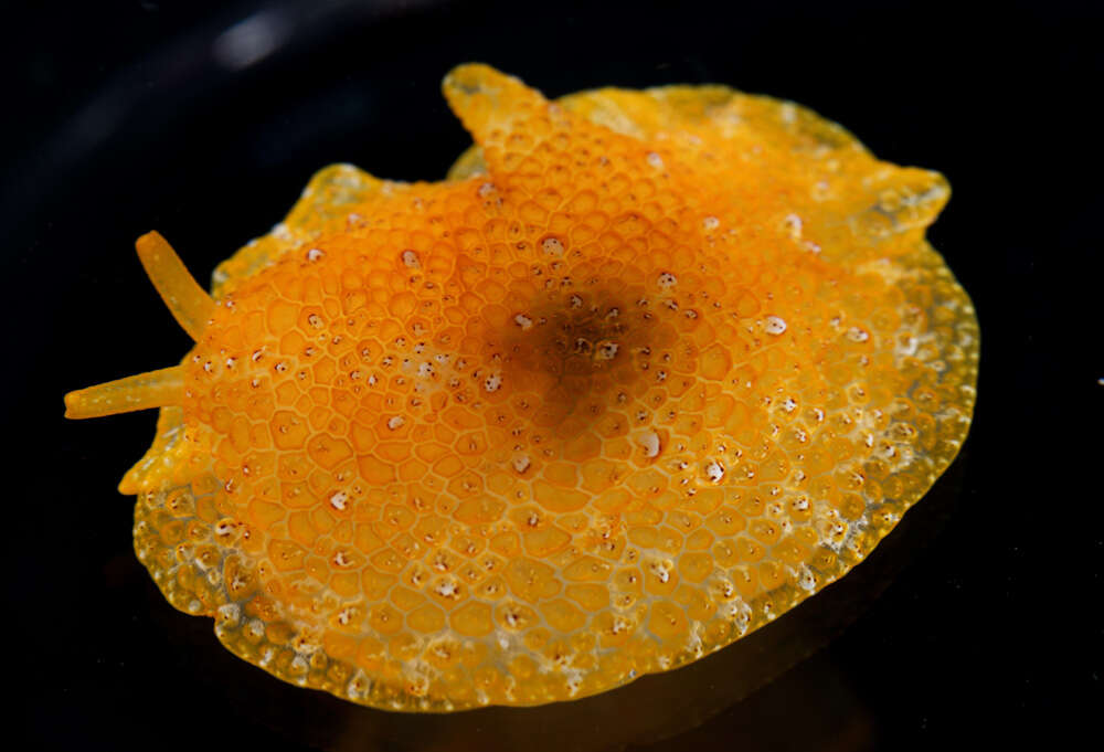 Image of Atlantic side-gilled sea slug