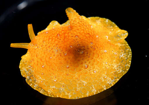 Image of Atlantic side-gilled sea slug