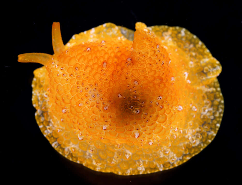 Image of Atlantic side-gilled sea slug