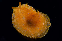 Image of Atlantic side-gilled sea slug