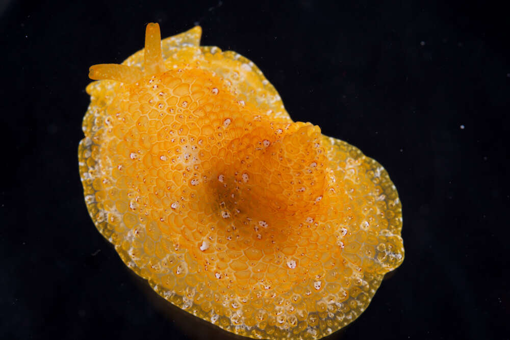 Image of Atlantic side-gilled sea slug