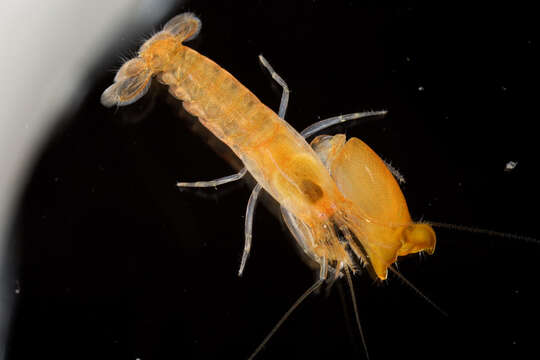 Image of Dirty sand goby shrimp