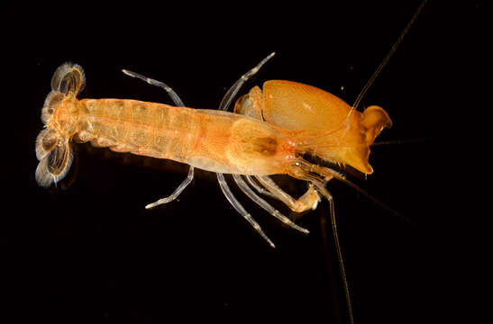 Image of Dirty sand goby shrimp