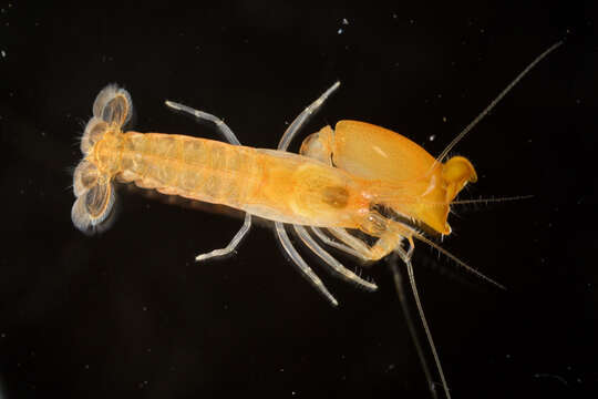 Image of Dirty sand goby shrimp