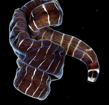 Image of Notospermus