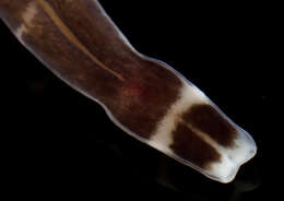 Image of Notospermus