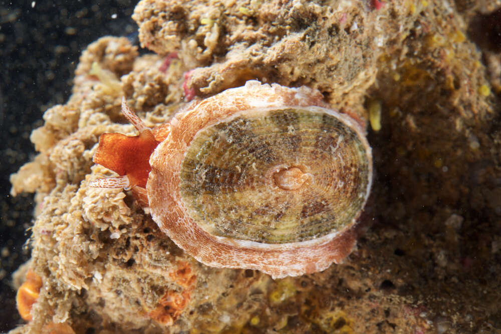 Image of Cayenne keyhole limpet