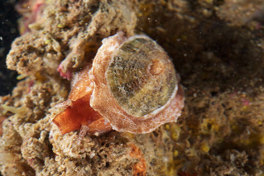 Image of Cayenne keyhole limpet