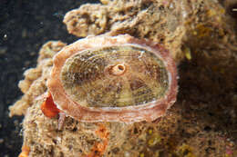 Image of Cayenne keyhole limpet