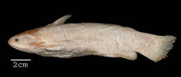 Trachelyopterus striatulus (Steindachner 1877)的圖片