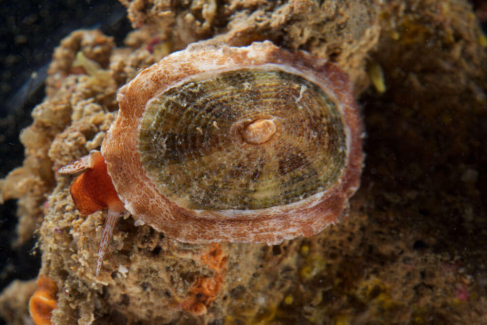 Image of Cayenne keyhole limpet