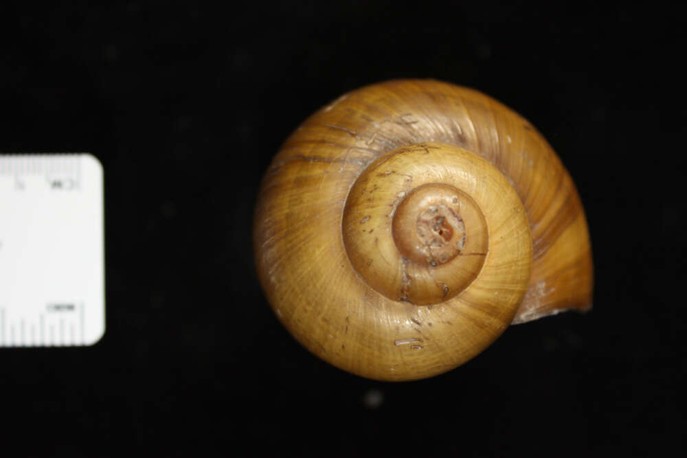 Image of <i>Pila congoensis amplior</i> Pilsbry & Bequaert 1927