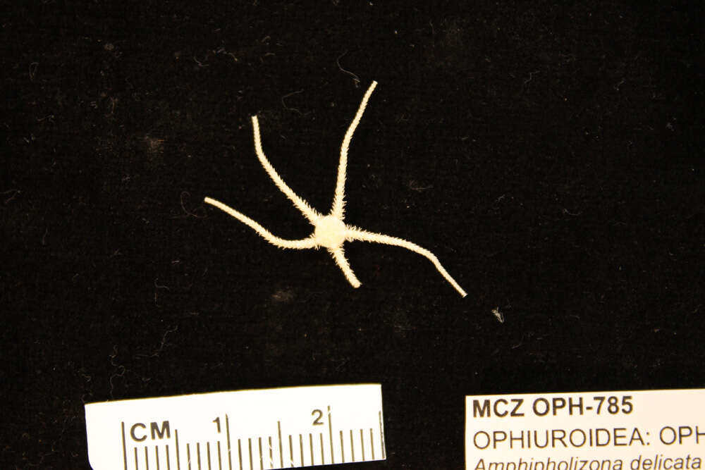 Image of Amphipholizona delicata H. L. Clark 1915