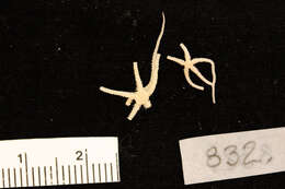 Image of Amphipholizona delicata H. L. Clark 1915