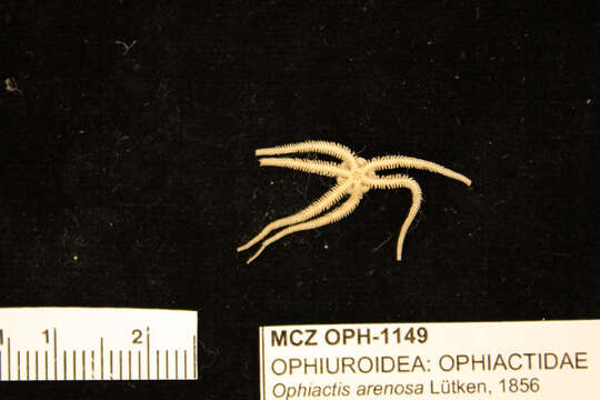 Image of Ophiactis simplex (Le Conte 1851)