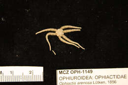 Image of Ophiactis simplex (Le Conte 1851)