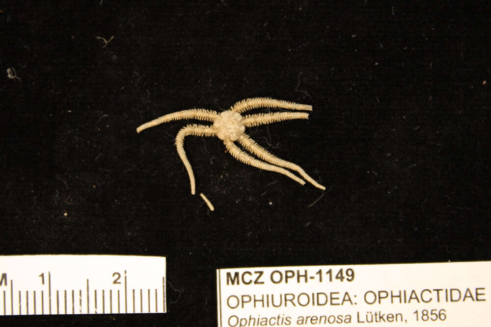 Sivun Ophiactis simplex (Le Conte 1851) kuva