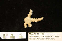 Image of Ophiactis flexuosa Lyman 1879