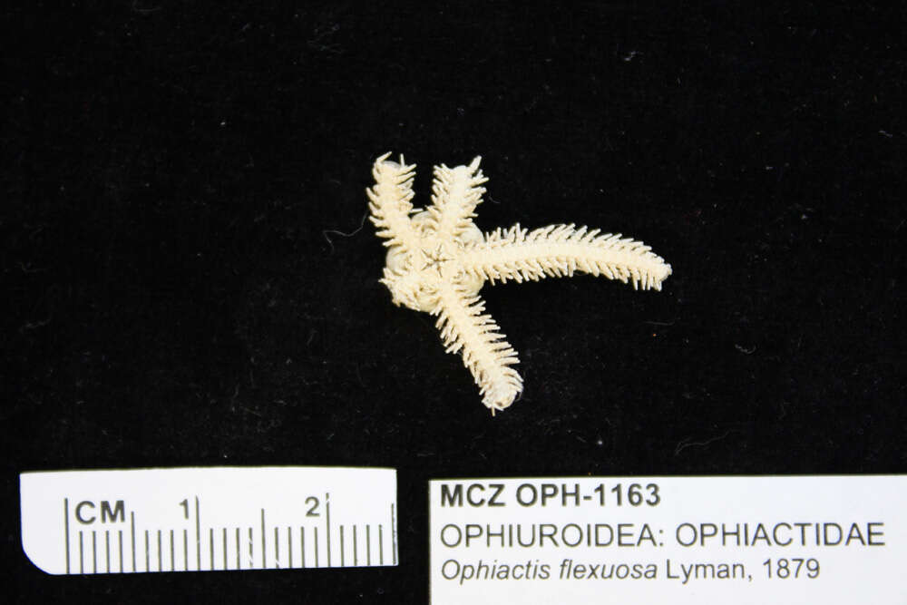 Image of Ophiactis flexuosa Lyman 1879