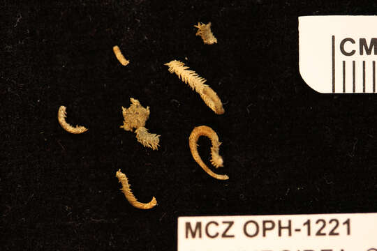 Image of Ophiactis simplex (Le Conte 1851)