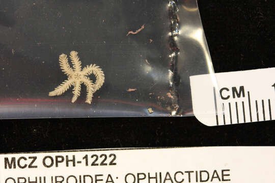 Image of Ophiactis simplex (Le Conte 1851)