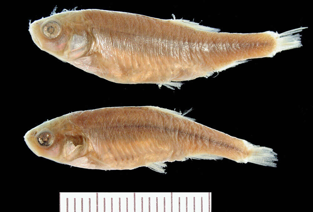 Image of Pseudophoxinus