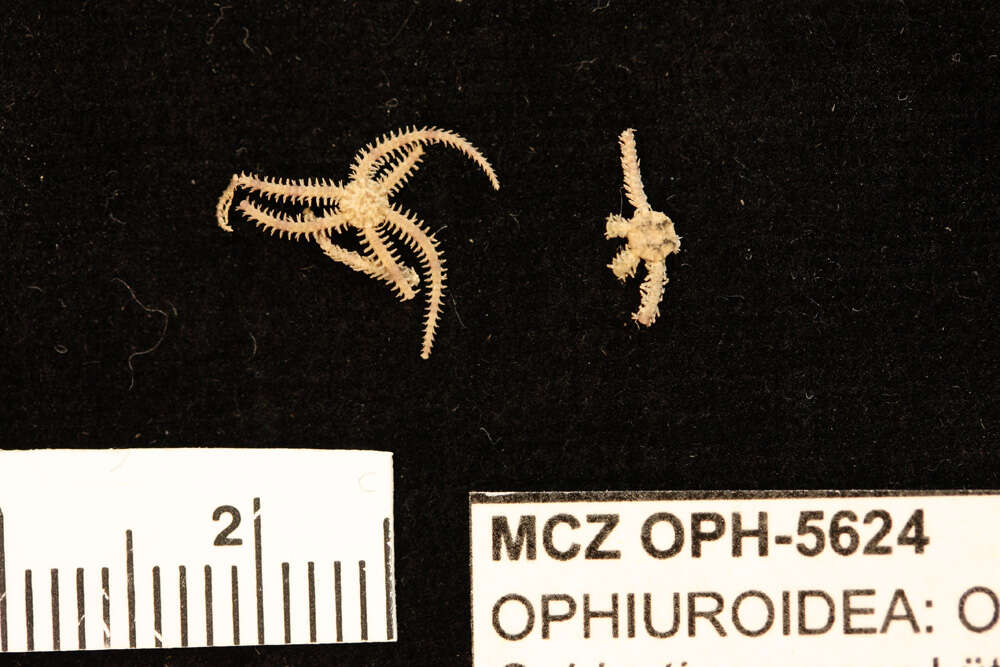 Image of Ophiactis simplex (Le Conte 1851)