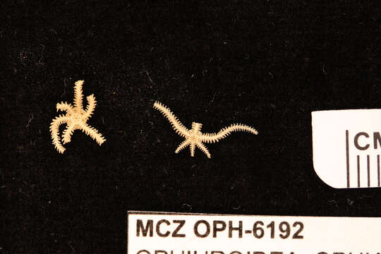 Image of Ophiactis simplex (Le Conte 1851)