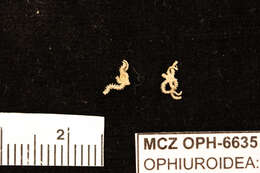 Image of Ophiactis simplex (Le Conte 1851)
