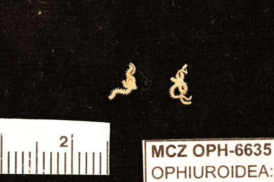 Image of Ophiactis simplex (Le Conte 1851)