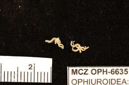 Sivun Ophiactis simplex (Le Conte 1851) kuva