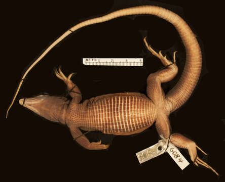 Image of Montiserrat Ameiva